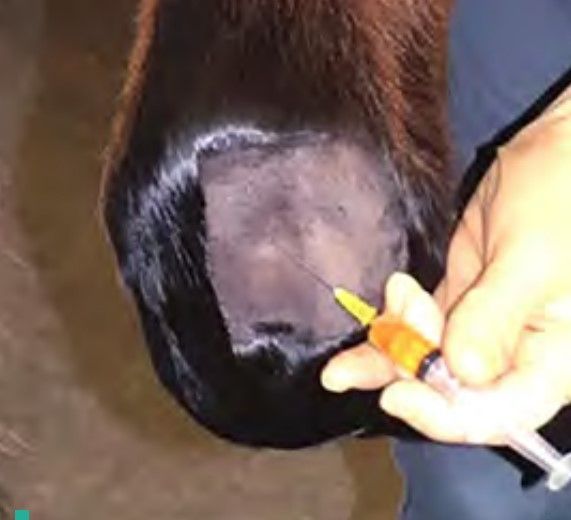 PREPARO ADEQUADO PARA A EXPOSIÇÃO NACIONAL DA RAÇA!